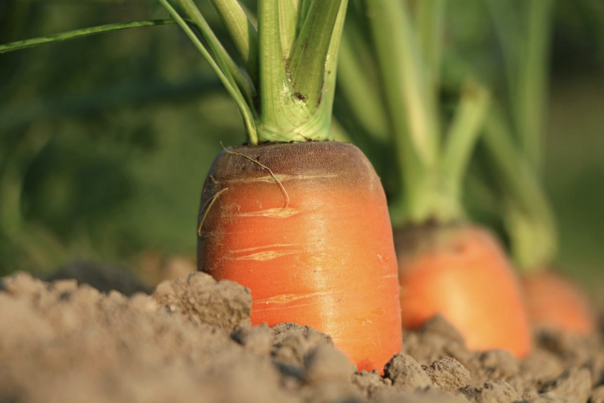 Orange carrots popping out of the soil they are growing in